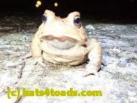 /home//u458753944/public_html/sourcegallery///////Roxborough Toad Detour/2020/2020-03-20/P3200365.JPG